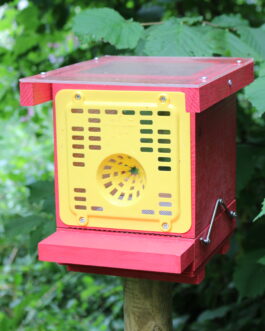 Piège à frelons asiatiques peint